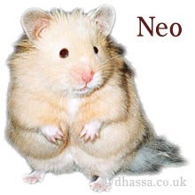 Neo the hamster